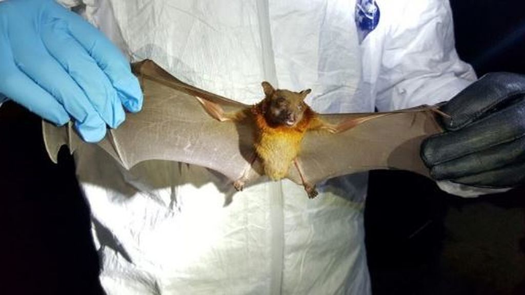 La OMS desmiente la tesis de Trump sobre el origen del coronavirus y demuestra su origen animal