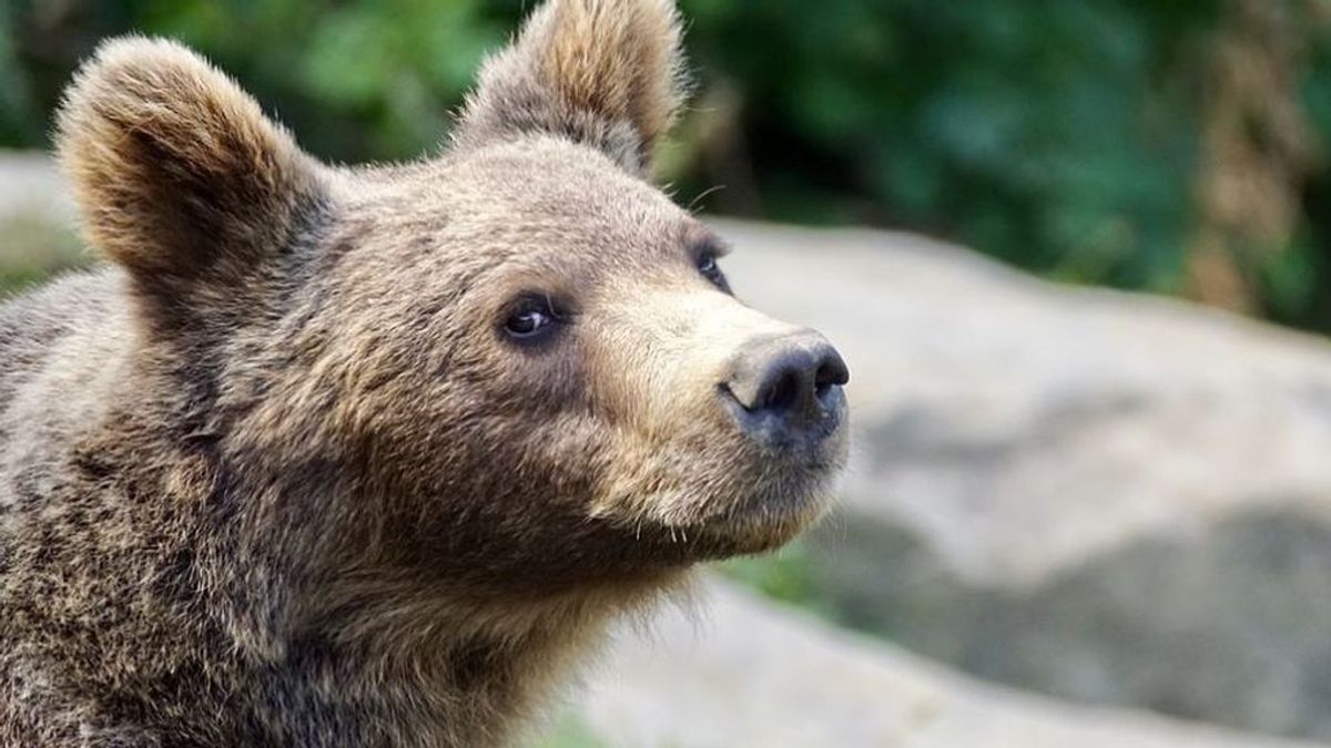 Hasta parece que baila: graban por primera vez en 150 años un oso pardo en Ourense