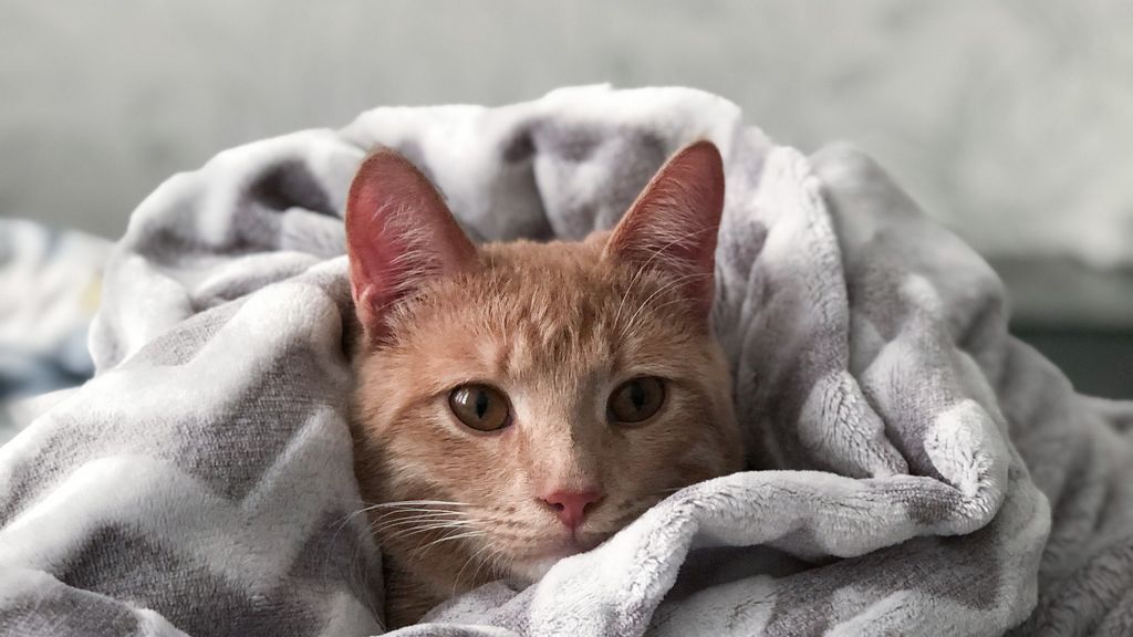 Gato al agua: cómo y cada cuánto tienes que bañar a tu mascota