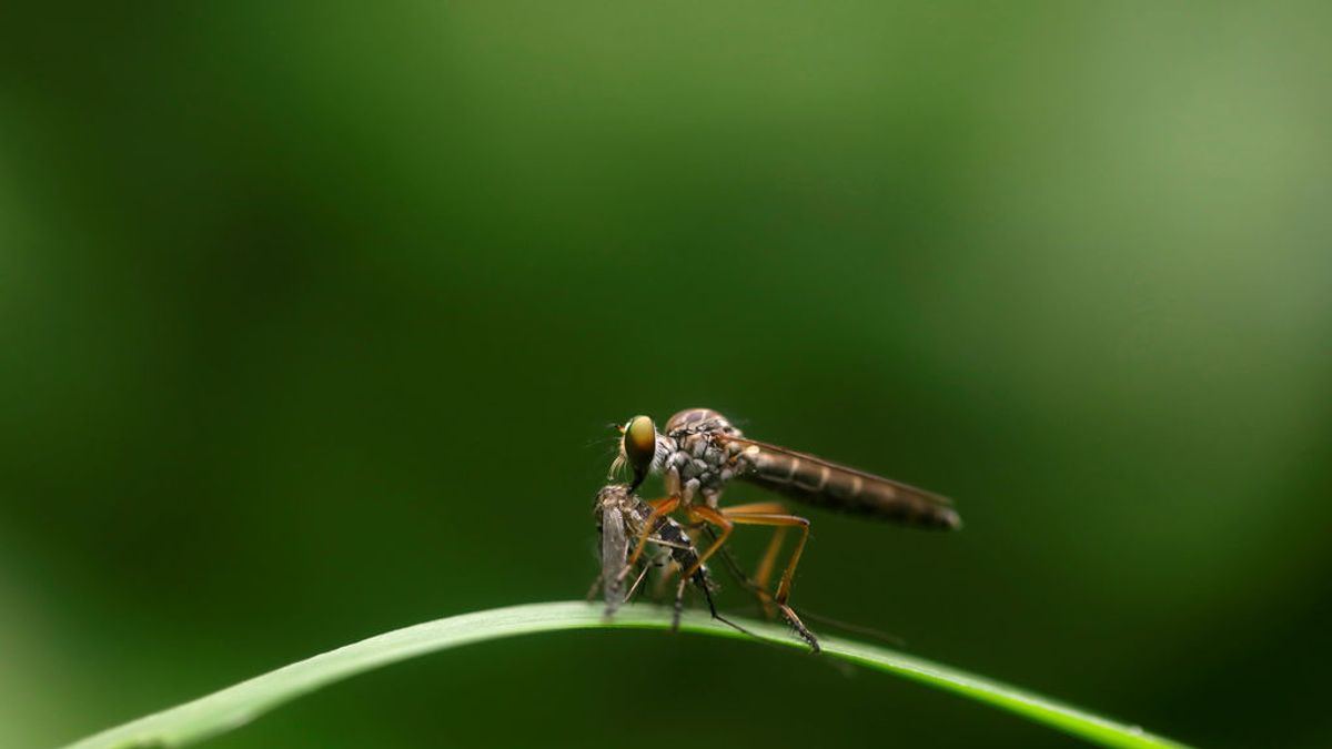 Los mosquitos y el coronavirus: la OMS disipa las dudas