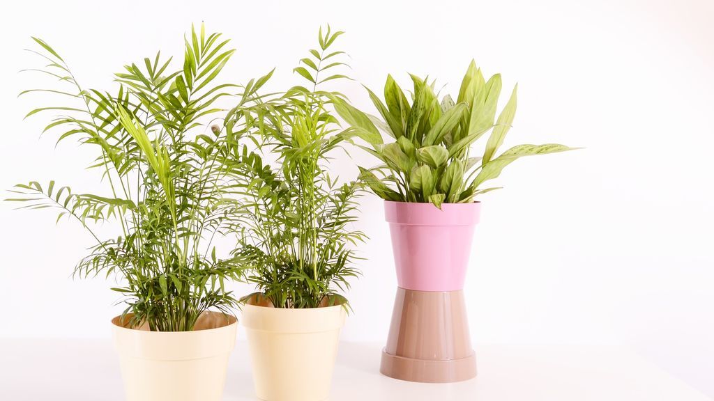 No más muertes de plantas en casa, pásate a las flores secas de plástico y otras opciones para olvidarte de regar