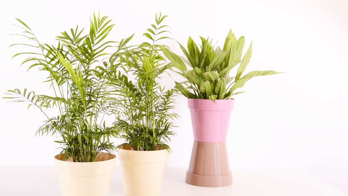 No más muertes de plantas en casa, pásate a las flores secas de plástico y otras opciones para olvidarte de regar