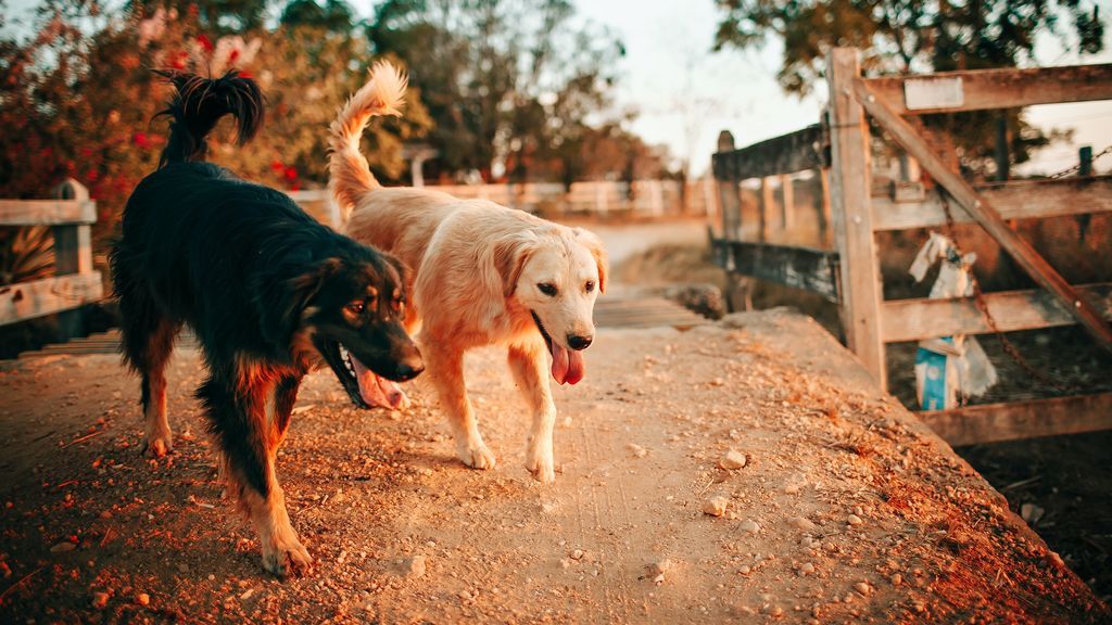 Enseñar a socializar a un perro en sus primeros meses de vida es clave para que sea feliz