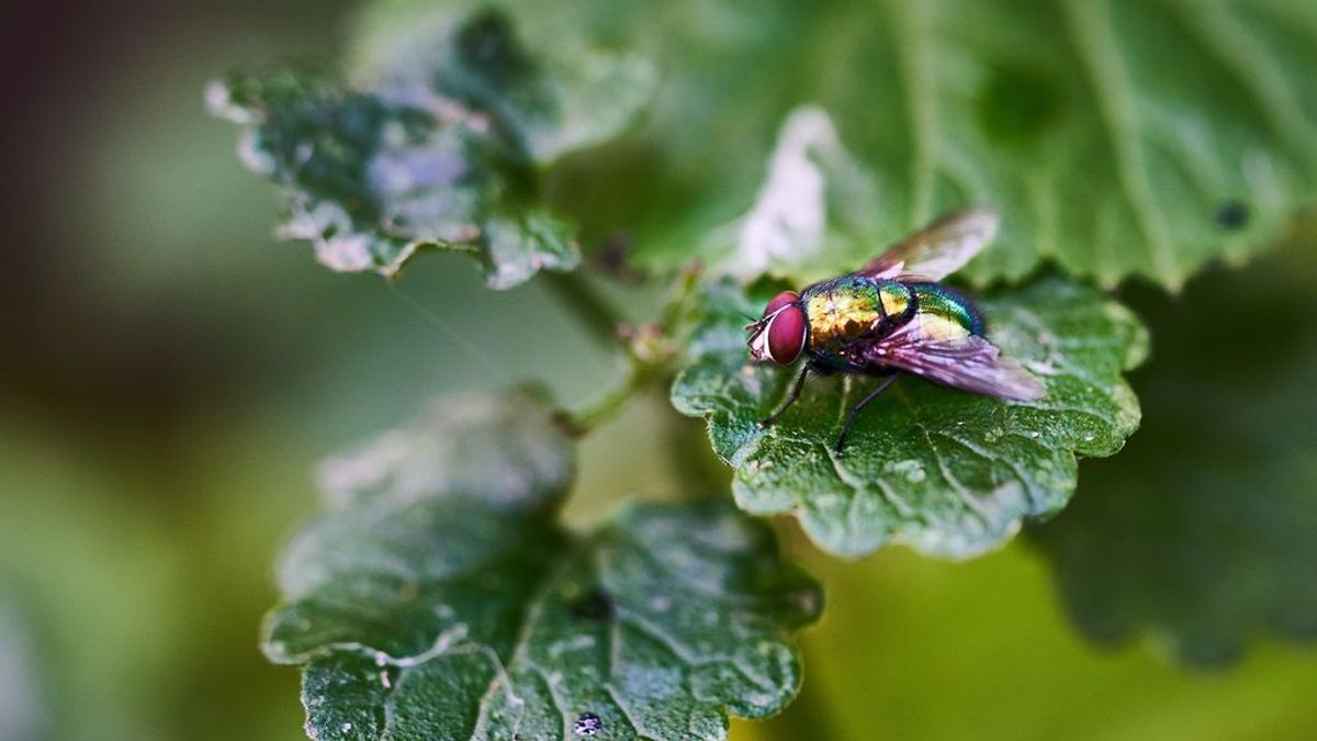 plagas de insectos en las ciudades