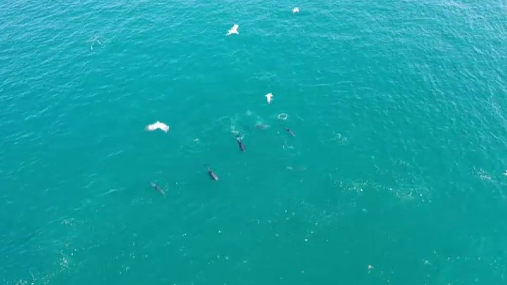 Los delfines siguen disfrutando del Bósforo mientras Turquía continúa batallando contra la Covid-19