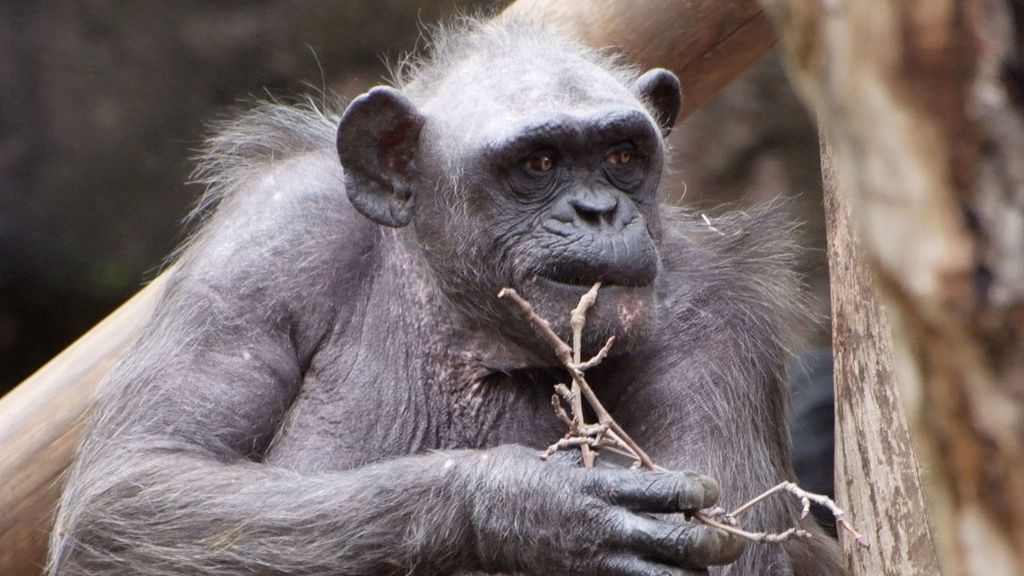 Muere 'la Vieja', la chimpancé más anciana de Europa, en el Zoo de Barcelona Muere 'la Vieja', la chimpancé más anciana de Europa, en el Zoo de Barcelona