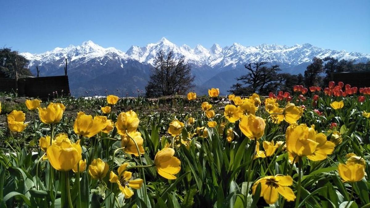 Jardín de tulipanes frente al Himalaya: crece a 2.000 metros y en unos años será de los más grandes del mundo