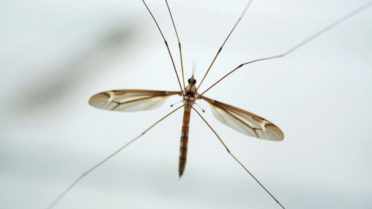 Los mosquitos enseñan a volar a los drones en plena oscuridad sin chocar contra el suelo o las paredes