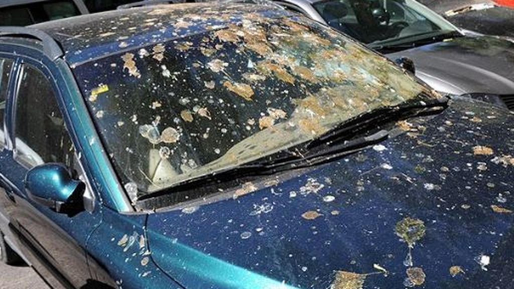 Coches llenos de 'cacas' de pájaros tras el confinamiento: guía para eliminar sus corrosivas manchas Coches llenos de 'cacas' de pájaros tras el confinamiento: guía para eliminar sus corrosivas manchas