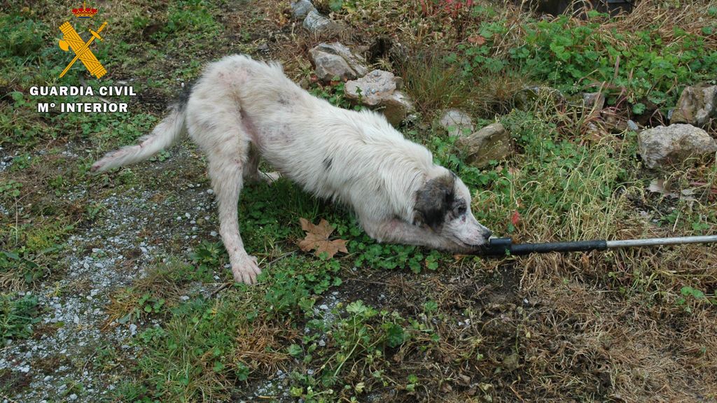 Los animales carecían de los cuidados esenciales.