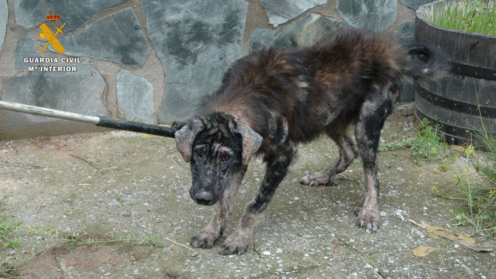 Uno de los perros maltrados por este vecino de Logroño.