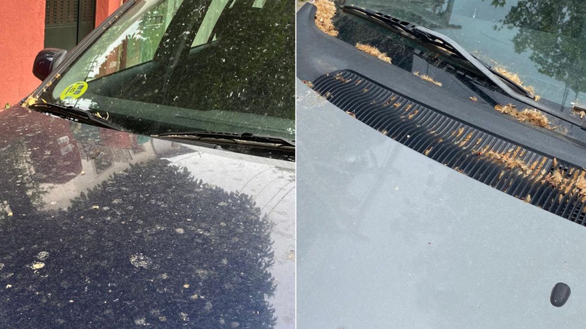 Coches que dan asco tras dos meses aparcados: por qué es escencial limpiar ya el excremento de pájaro