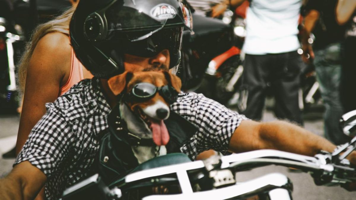Viajar con tu perrete en moto es posible, siempre que se haga de manera responsable y prudente
