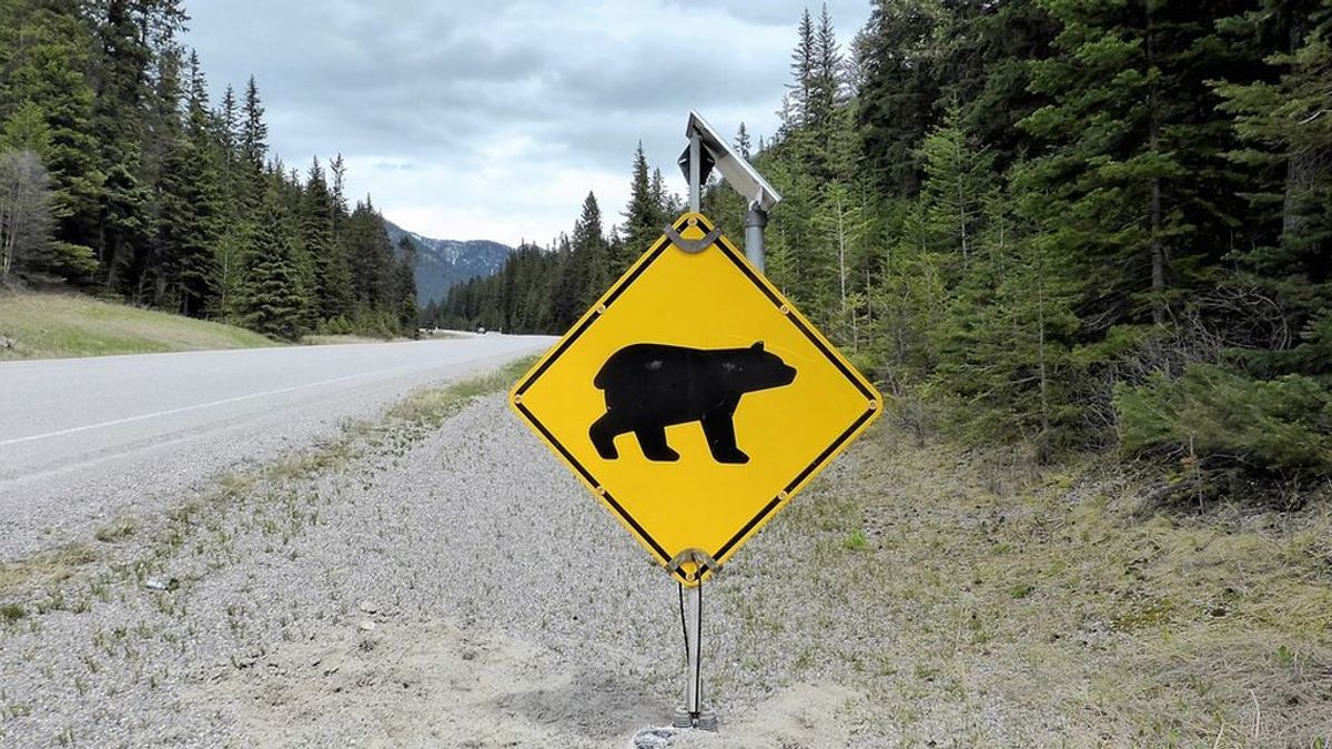 Un conductor se convierte en el ejemplo de lo que no hay que hacer al encontrarse un oso en la carretera