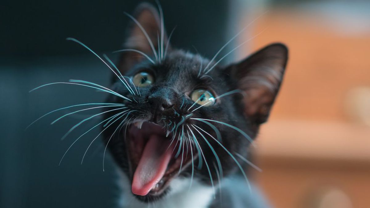 Los gatos no sólo enferman de coronavirus: se contagian entre ellos Los gatos no sólo enferman de coronavirus: se contagian entre ellos