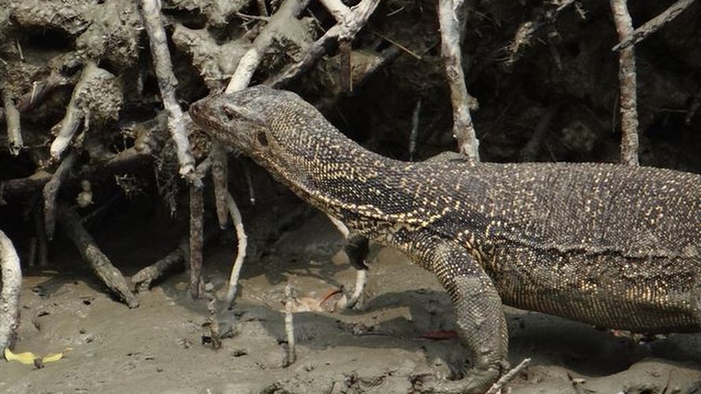 Un bebé recién nacido, devorado por lagartos tras ser arrojado a un lago Un bebé recién nacido, devorado por lagartos tras ser arrojado a un lago