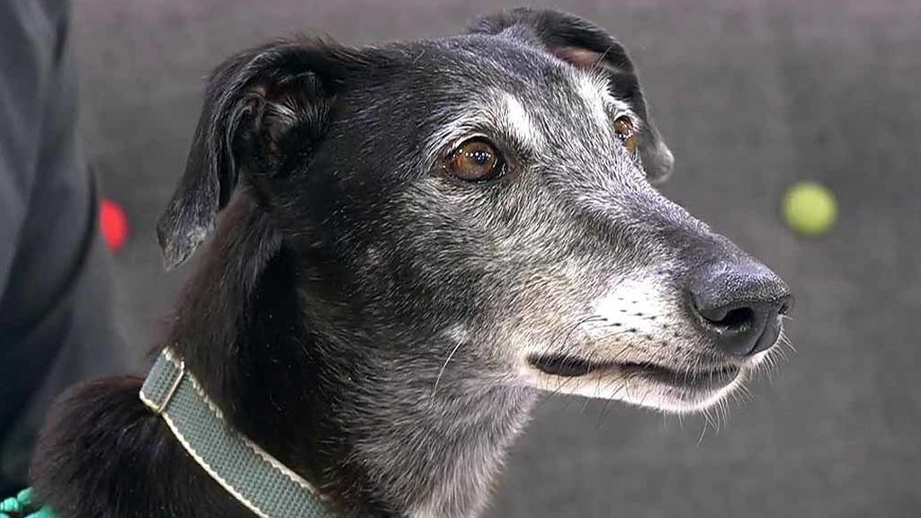 Adopta a Bimba una perrita que necesita nuevo hogar tras el fallecimiento de su dueño