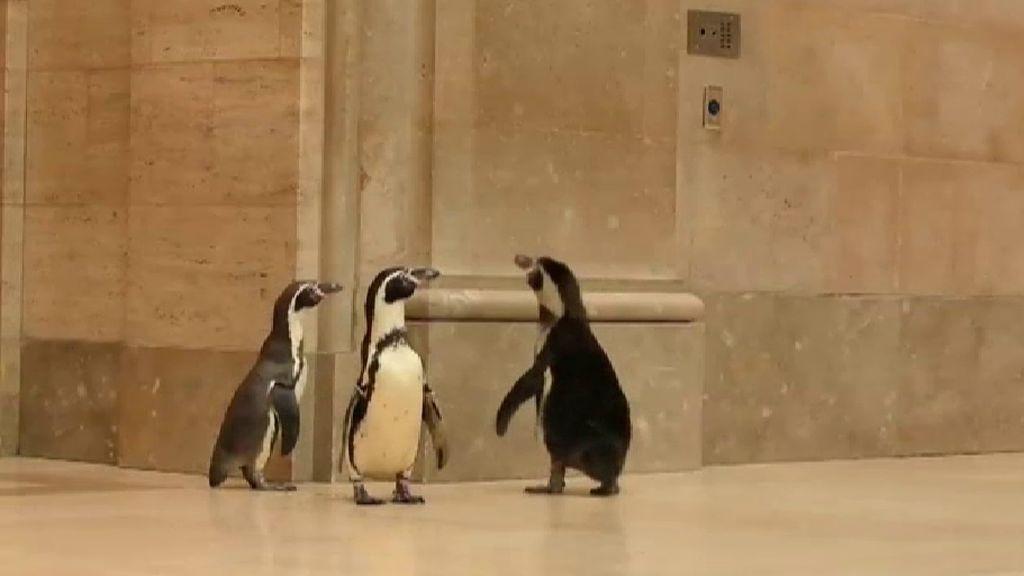 Un trío de pingüinos visita durante la cuarentena el museo de arte de Kansas City