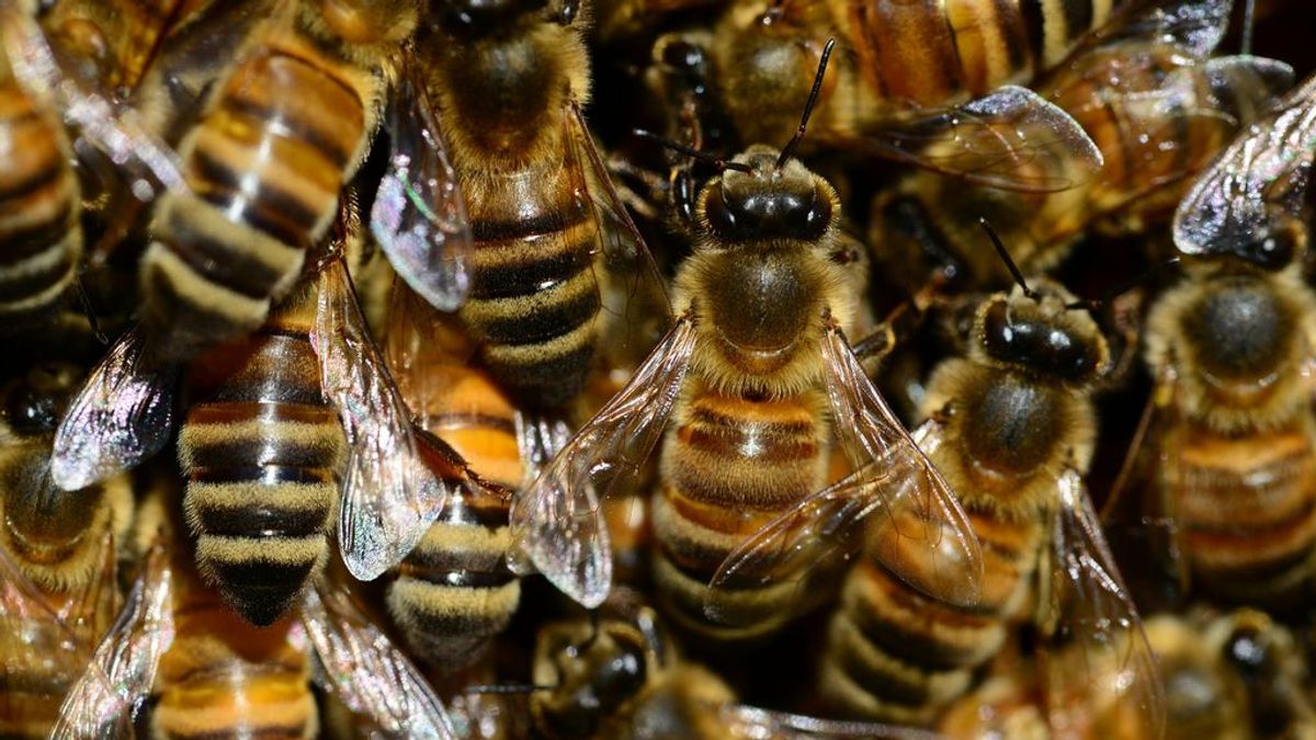 La población mundial de las abejas resurge con fuerza gracias al coronavirus