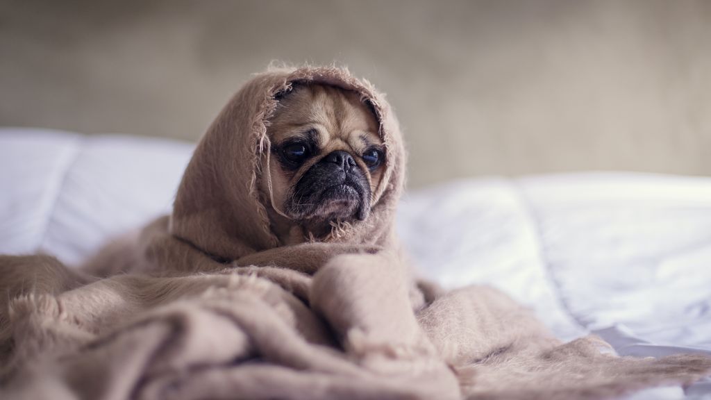 Ansiedad canina: causas, síntomas y cómo prevenirla o tratarla