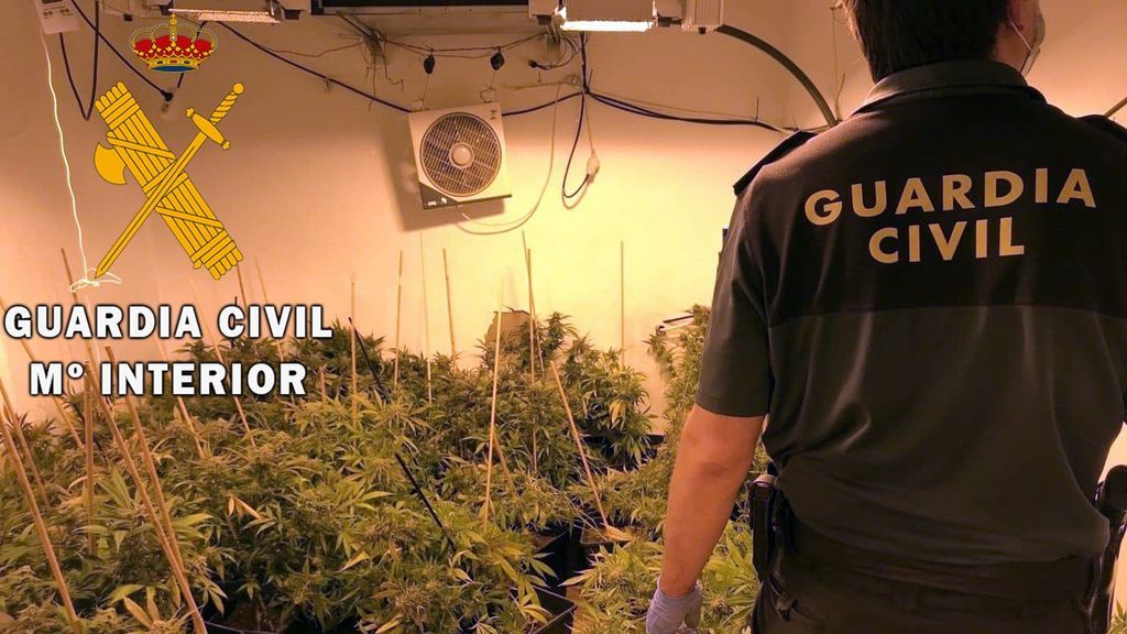 Llama a la Guardia Civil alertando de un robo en su vivienda y descubren 400 plantas de marihuana Llama a la Guardia Civil alertando de un robo en su vivienda y descubren 400 plantas de marihuana