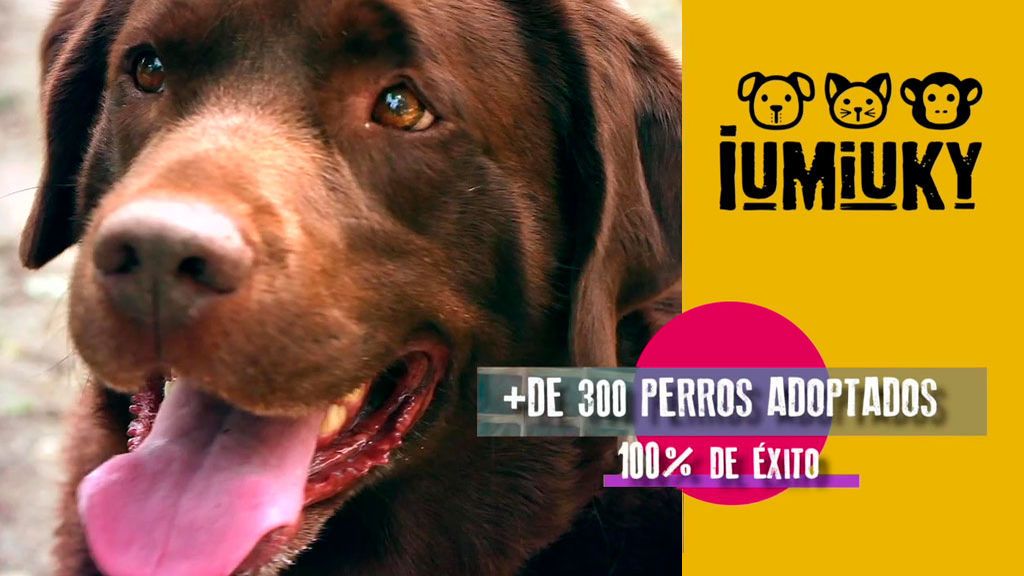 Héroes de cuatro patas en espera de atención, caricias y cariño