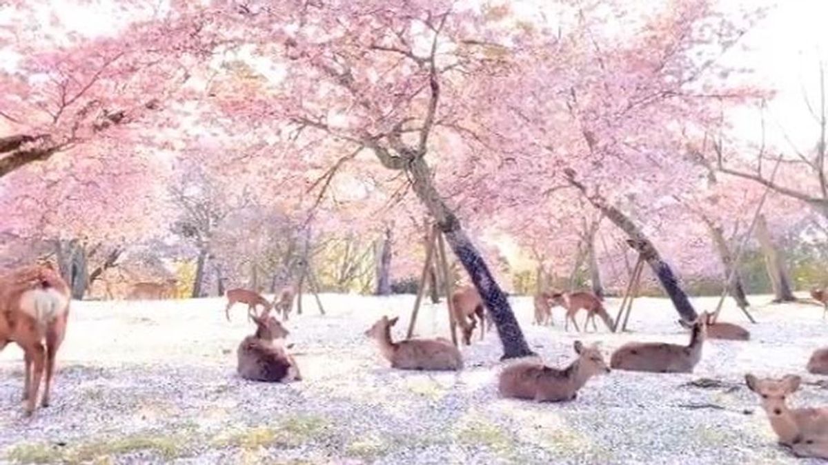 Al menos alguien disfruta los cerezos: ciervos echados sobre millones de pétalos rosas en Japón