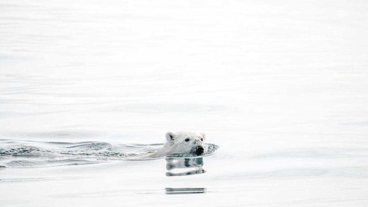Ola de calor en el Ártico: la temporada de deshielo empieza antes de tiempo