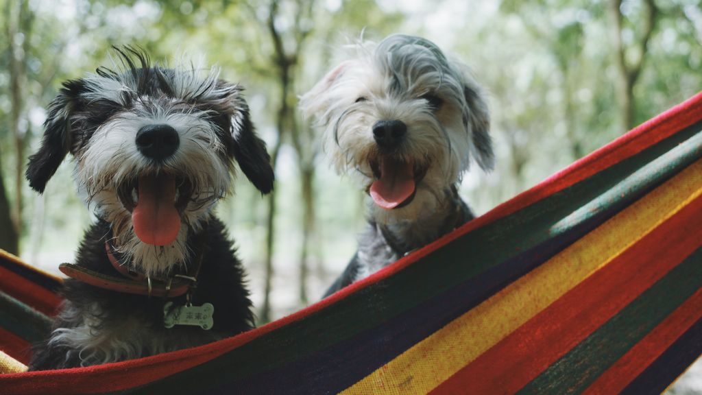 61.000 euros al año por cuidar una casa y dos perros