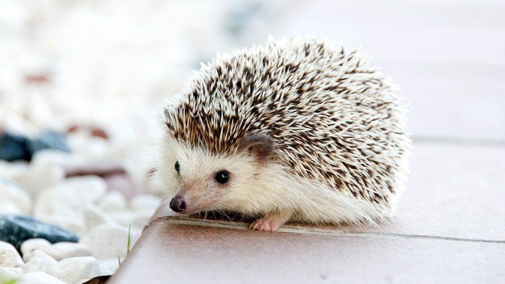 hedgehog-468228_1920