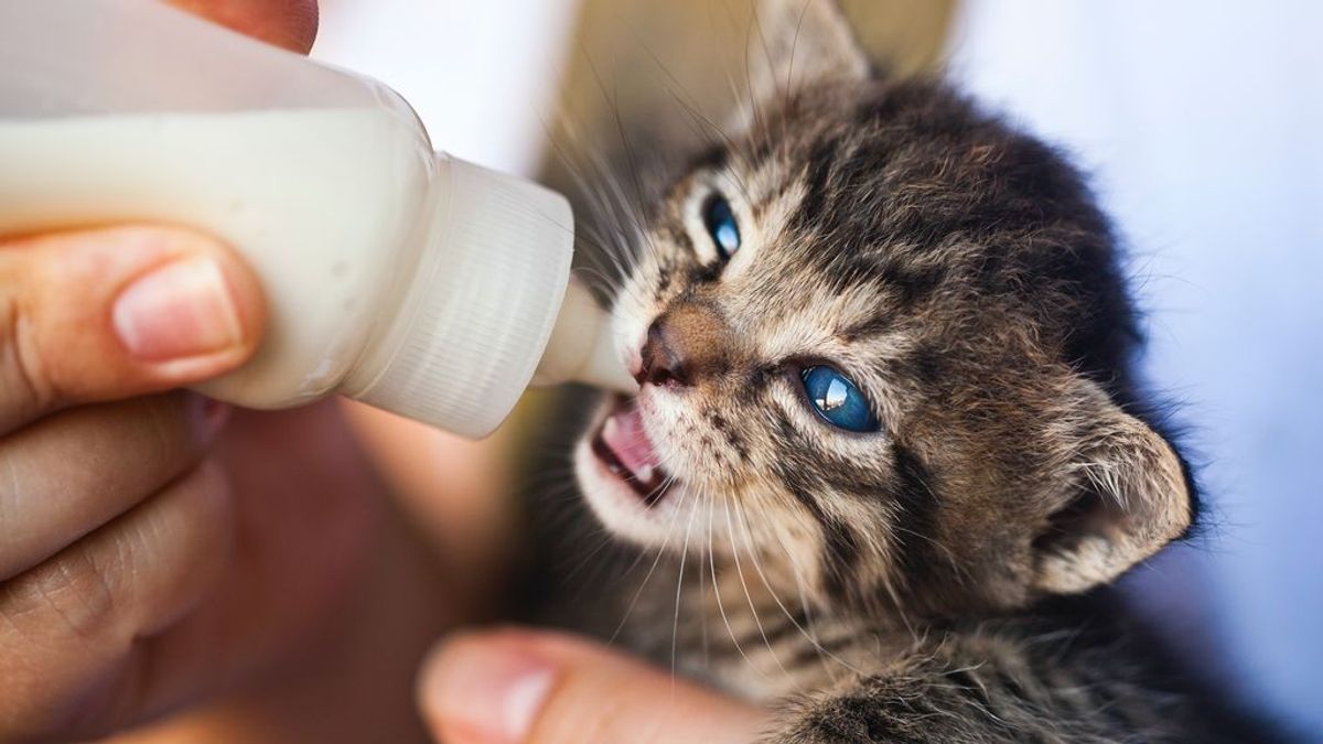 Biberón, instinto y mucho cuidado: dar de comer a un gato recién nacido no es tan complicado