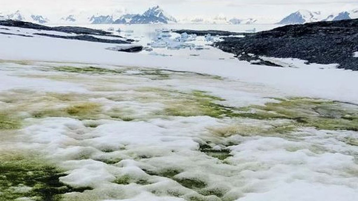 Nieve verde: un estudio analiza el 'tinte' de la Antártida