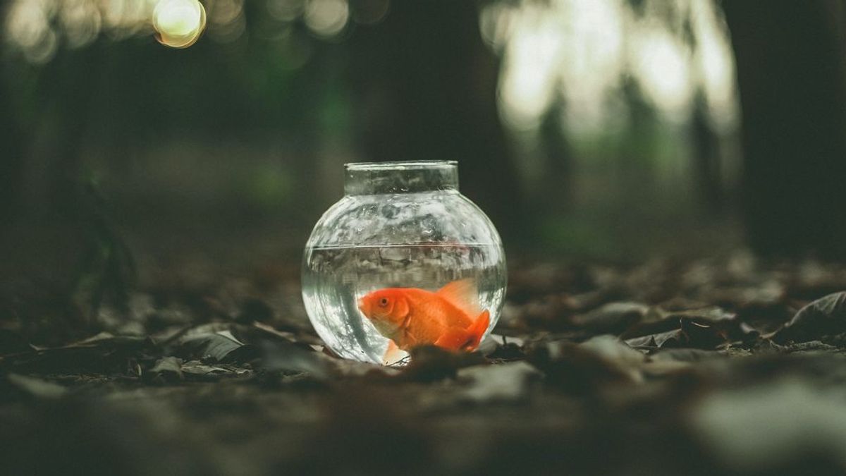 "Mis peces se mueren y no sé por qué": trucos y cuidados para evitarlo "Mis peces se mueren y no sé por qué": trucos y cuidados para evitarlo