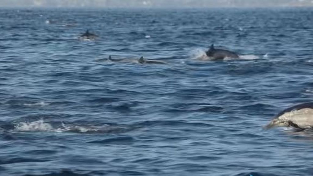 Estampida de delfines en California: "Serían unos 1.000 al menos"