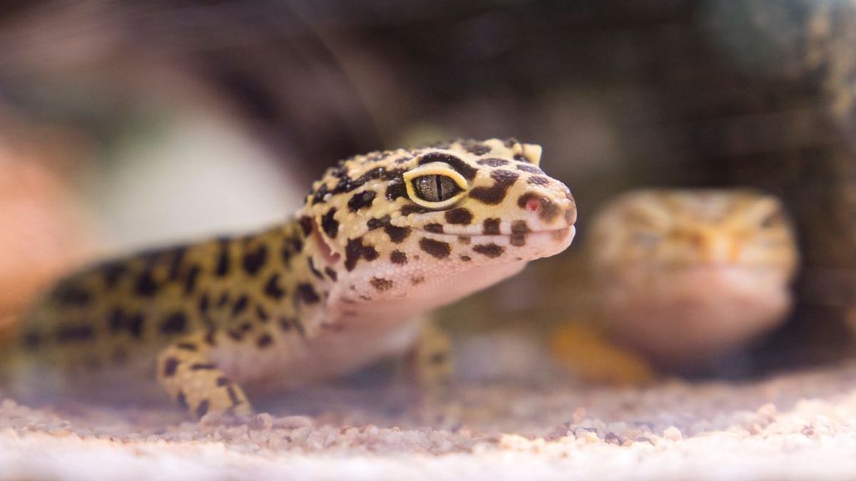 Gecko leopardo: por qué este pequeño lagarto es la mascota ideal