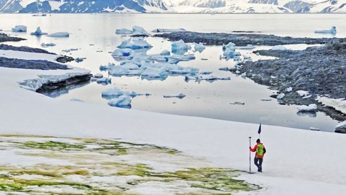 La Antártida se tiñe de verde ante el cambio climático