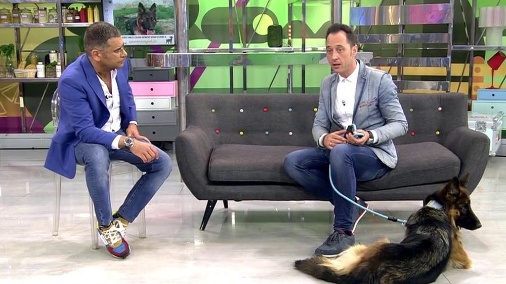 Tras recuperarse de una grave herida, Sasha necesita un nuevo hogar