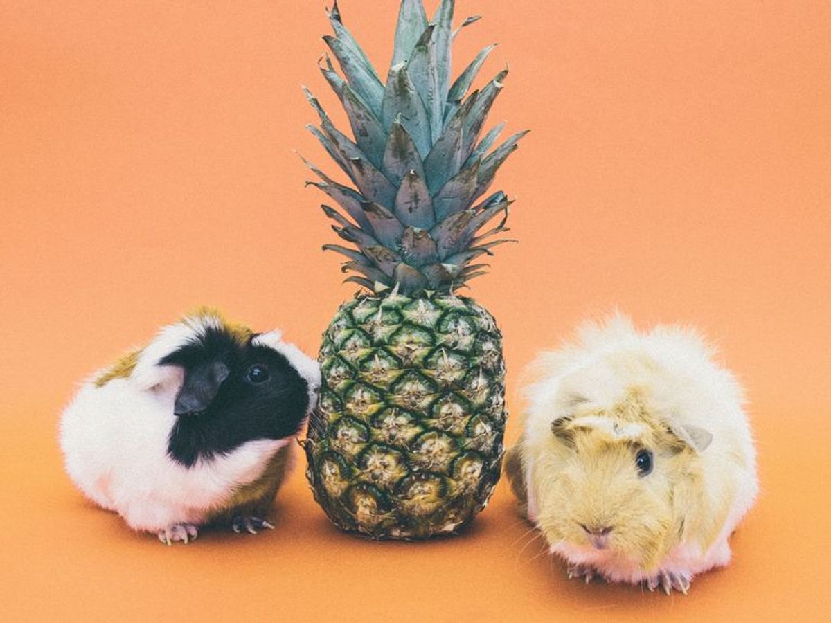 Cuanto Dura Una Cobaya Sin Comer Cobayas: cosas que debes saber de esta mascota tan inteligente - Yasss