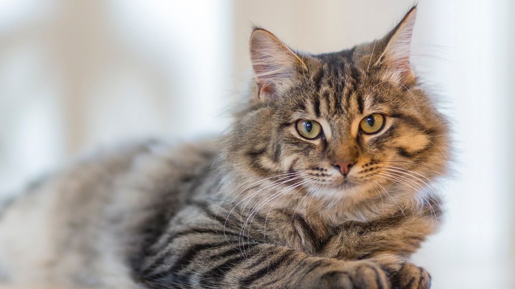 Los veterinarios piden limitar las salidas incontroladas de los gatos domésticos Los veterinarios piden limitar las salidas incontroladas de los gatos domésticos