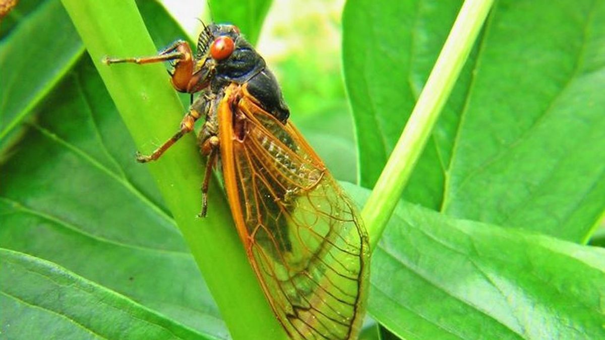 Un millón y medio de cigarras emergen tras 17 años enterradas