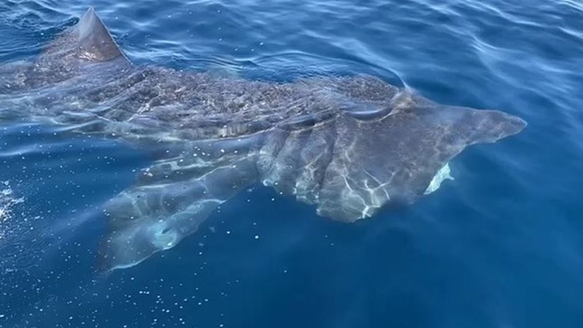 Un tiburón peregrino se deja ver en la costa de Málaga Un tiburón peregrino se deja ver en la costa de Málaga