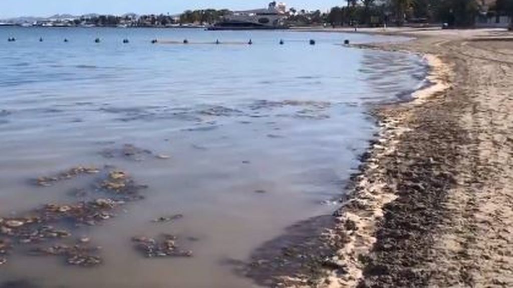 Reabiertas las playas del Mar Menor: los vecinos denuncian su lamentable estado Reabiertas las playas del Mar Menor: los vecinos denuncian su lamentable estado