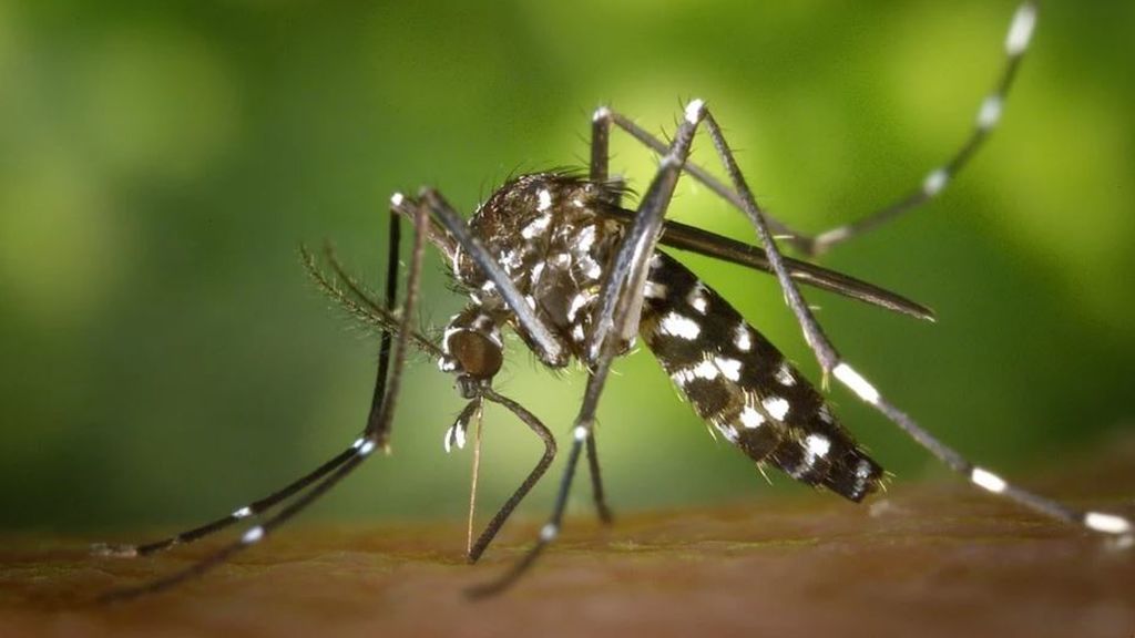 Mosquito tigre en Ibiza: el Consell avisa de que hay cuatro veces más como consecuencia del coronavirus Mosquito tigre en Ibiza: el Consell avisa de que hay cuatro veces más como consecuencia del coronavirus