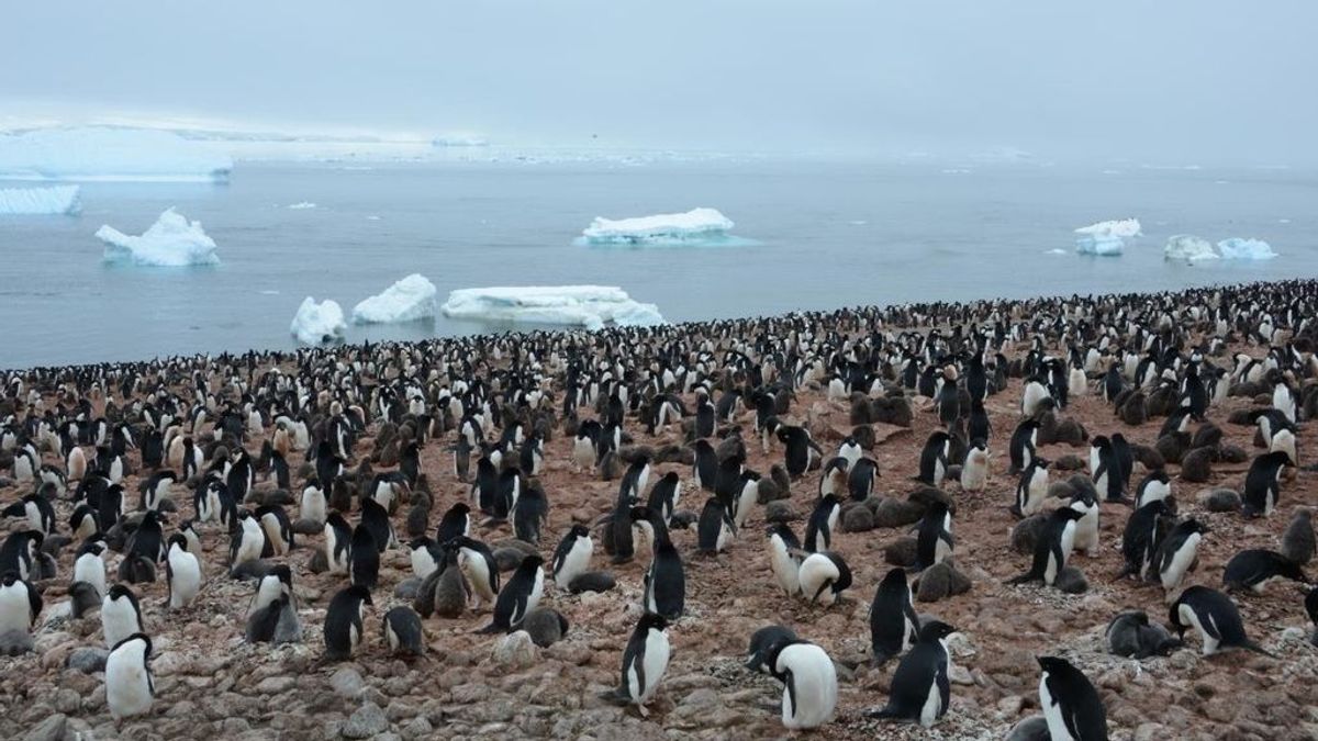 Los pingüinos rey producen ingentes cantidades de gas de la risa a través de sus heces