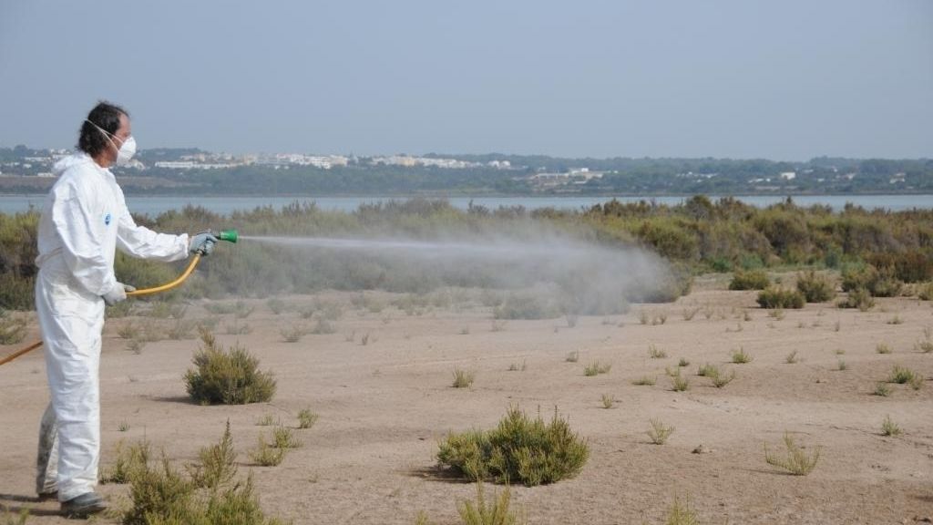 Formentera duplica las intervenciones contra larvas de mosquitos en el Parque Natural de ses Salines