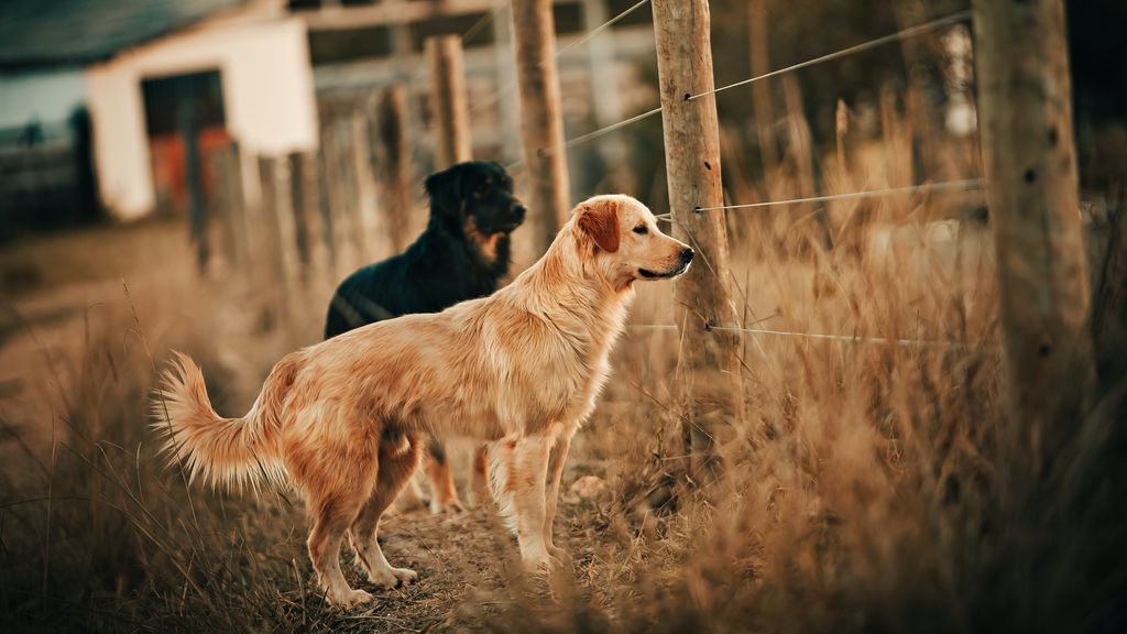 Perros abandonados durante el confinamiento: El 60% de los perros que llegan a los refugios han tenido que ser ingresados”. Perros abandonados durante el confinamiento: El 60% de los perros que llegan a los refugios han tenido que ser ingresados”.