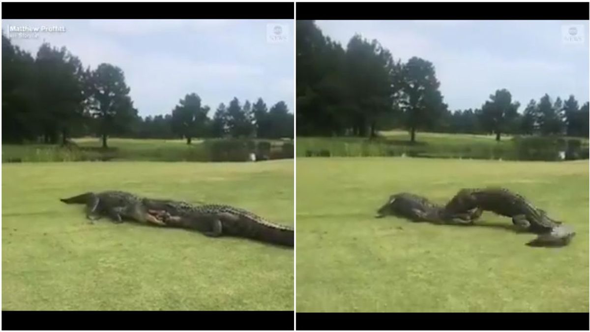 Dos cocodrilos se pelean en mitad de un torneo de golf: los deportistas no podían dan crédito Dos cocodrilos se pelean en mitad de un torneo de golf: los deportistas no podían dan crédito