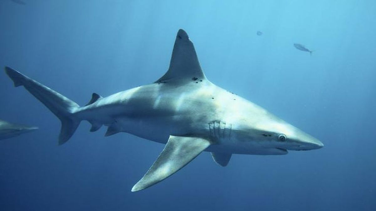 El coronavirus y Gloria provocan avistamientos de tiburones nunca vistos