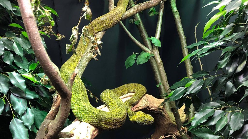 Protobothrops mangshanensis o 'víbora del musgo'