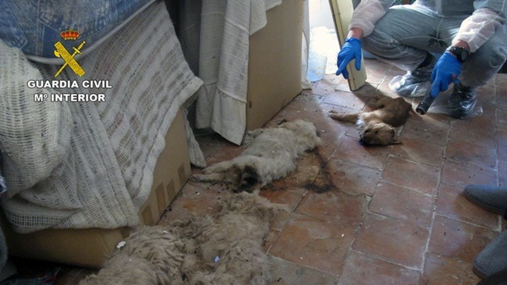 Un vecino de Moratalla investigado por abandono animal y tenencia ilícita de especies protegidas Un vecino de Moratalla investigado por abandono animal y tenencia ilícita de especies protegidas
